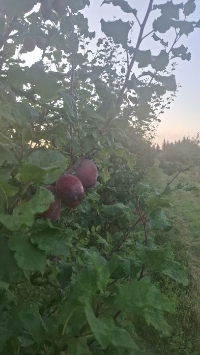 sliwki i brzoskwinie