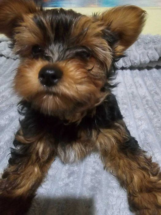 продам цуценят йоркширського  тер'єра