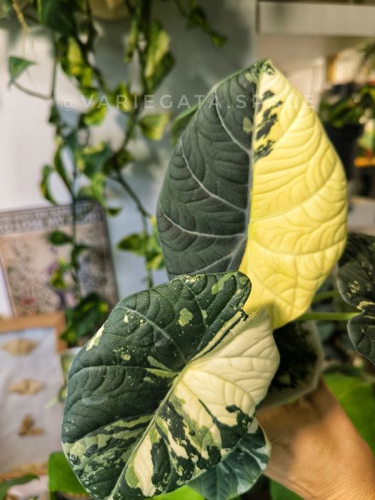 Alocasia Macharani Albo half-moon variegata bulwa alokazja