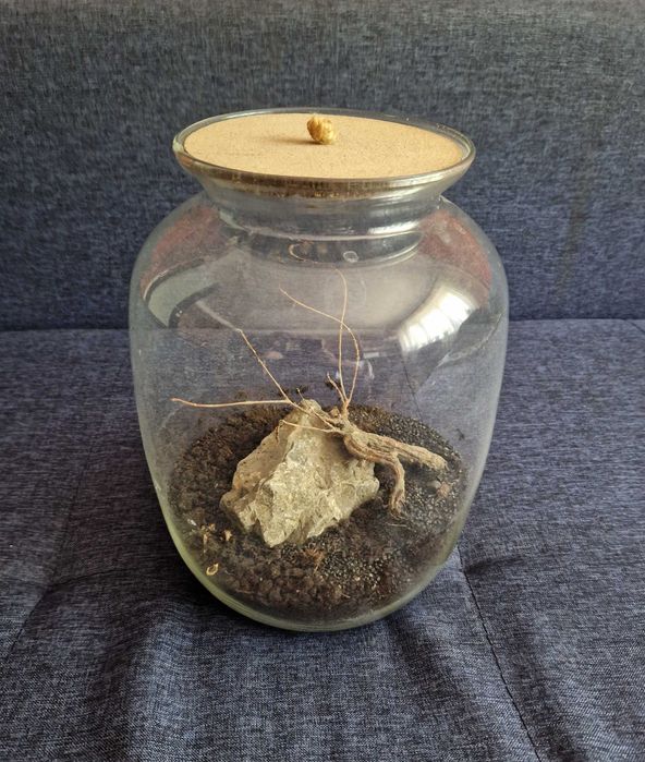 Тераріум для рослин або тварин