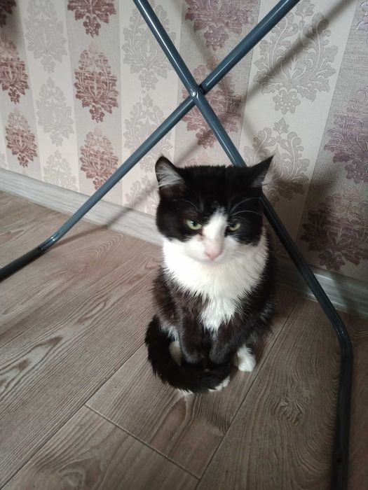 Віддам котика в хороші руки