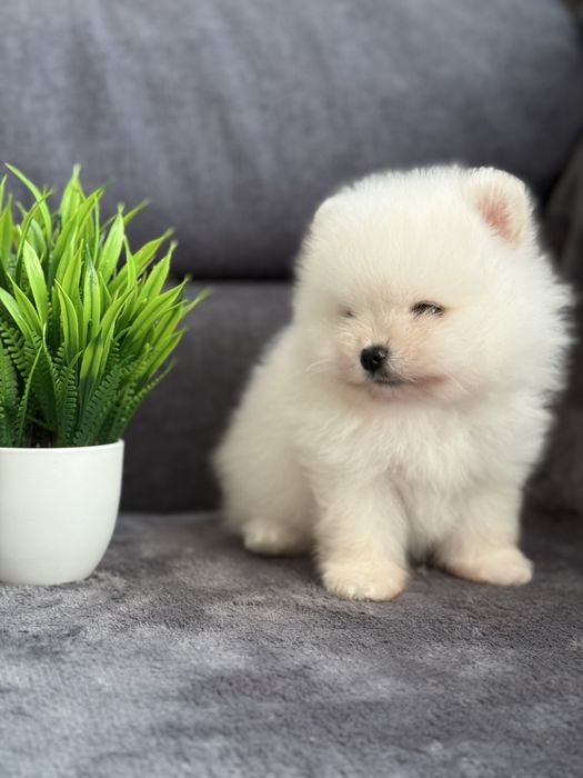 Біле янголятко - неймовірний Померанський хлопчик
