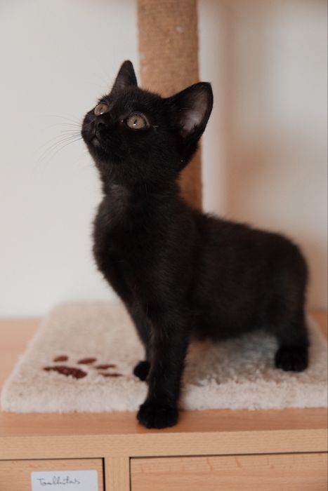 Gatinho para adoção