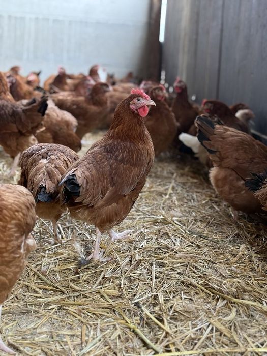 Sprzedam kury nioski rossa 22 tygodni