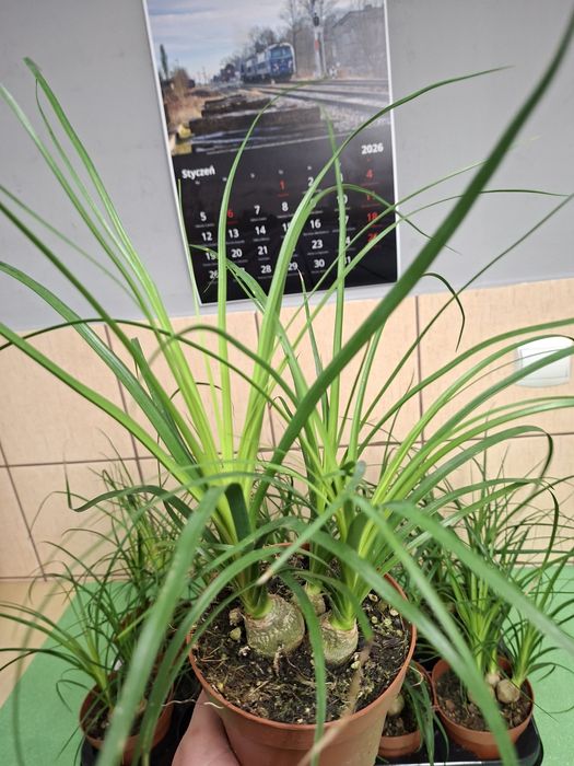 Nolina, Beaucarnea recurvata, Stopa słonia WYSYŁKA