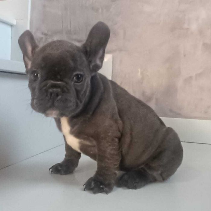 Bulldog frances azul cinza