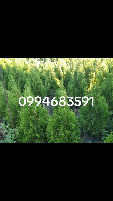 Туя різні розміри та ціни