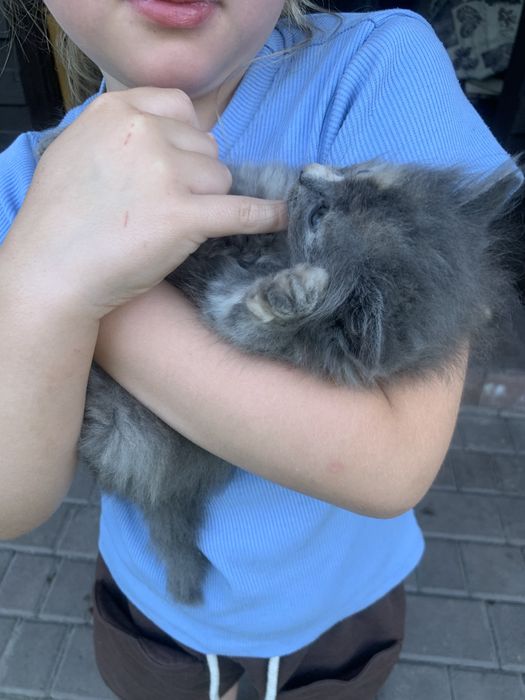 Віддам котенят безкоштовно
