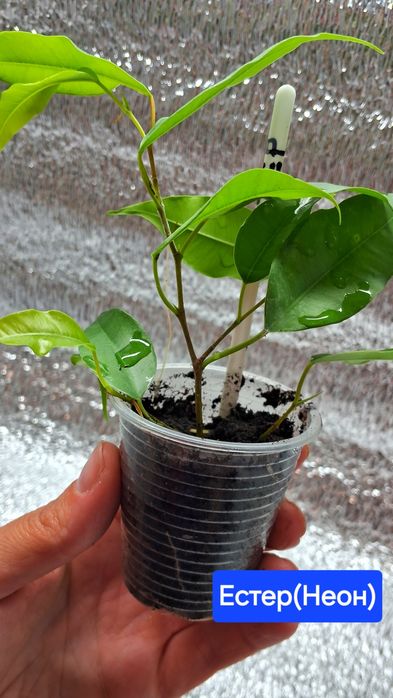Мирт, фікус Анастасія Алі Естер Неон сциндапсус Золотистий драцена