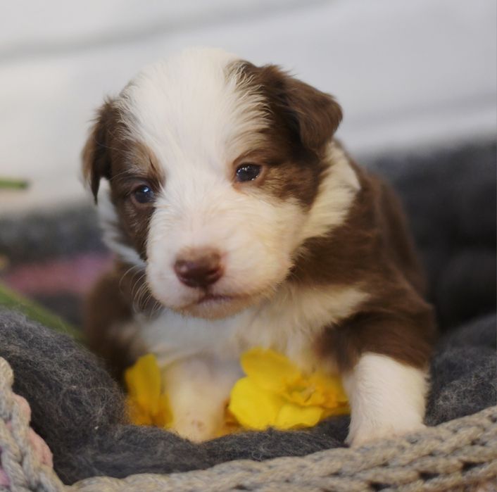 Border Collie suczki I pieski braz tricolor