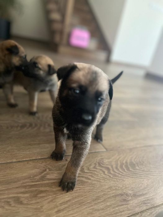 Owczarek belgijski 7 tyg