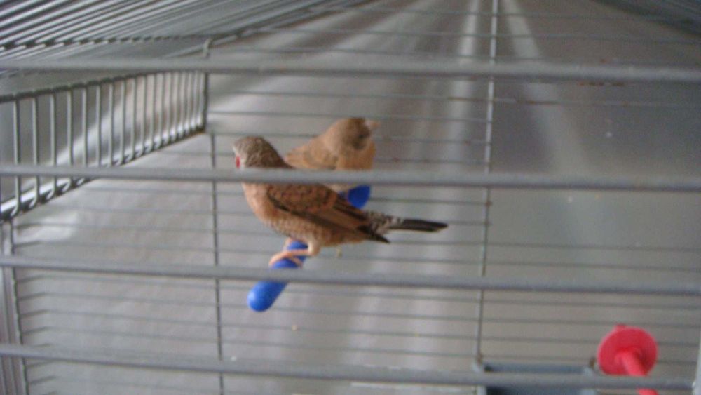 большая клетка для птиц 83 см75см 41см