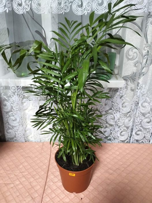 Продаж орхідей та зеленого