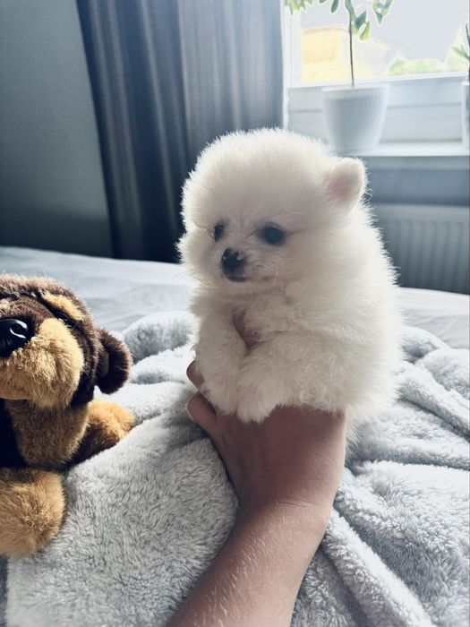 **Nachos**Szpic miniaturowy, pomeranian, malutki piesek