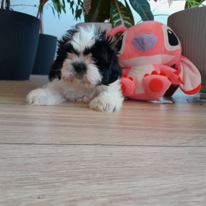 Shih tzu piękny czarno biały piesek