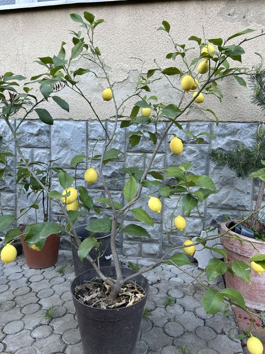 Лимони домашні