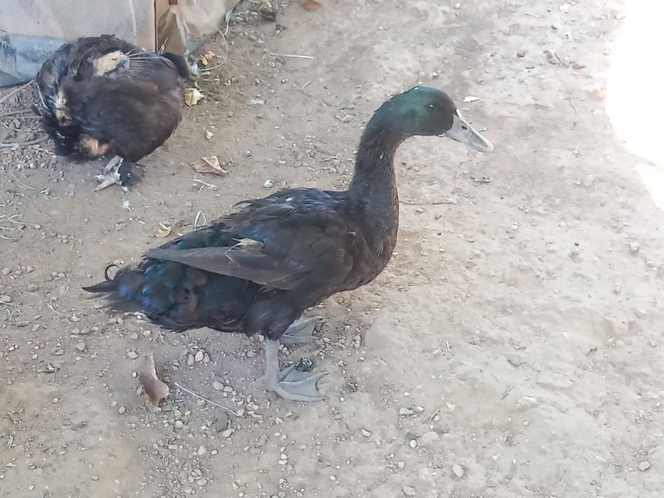 Pato cayuga macho