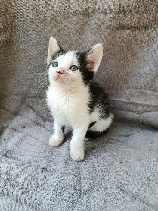 Кошенята шукають свій дім
