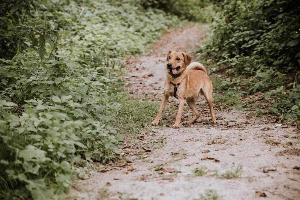 Cudowny Bej szuka kochającego domu!
