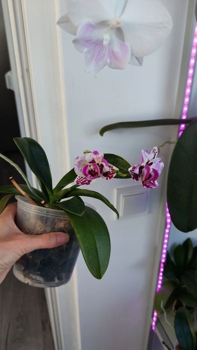 Орхідея орхидея метелик Leanher Happy Pearl з бутонами