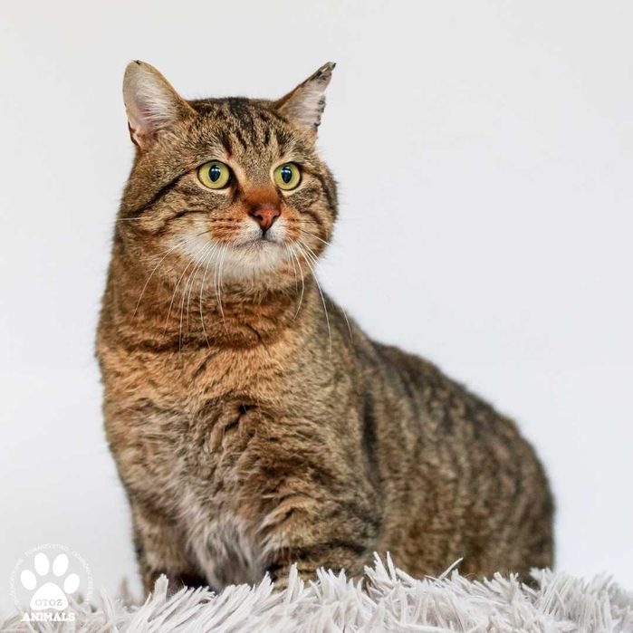 Spokojny kocurek do adopcji! Poznajcie Gumisia!