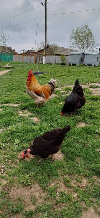 Инкубационное яйцо цветных кур.