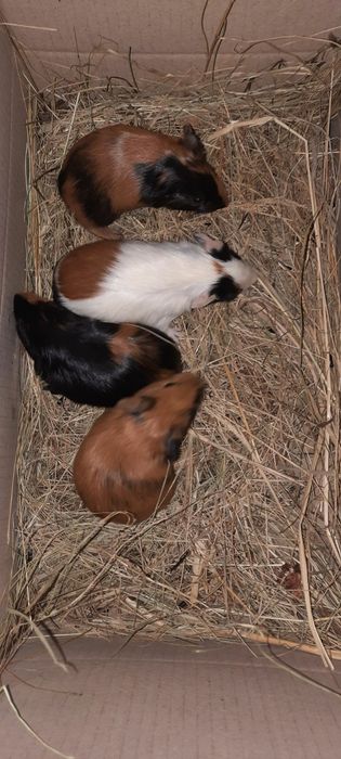 Американские морские свинки