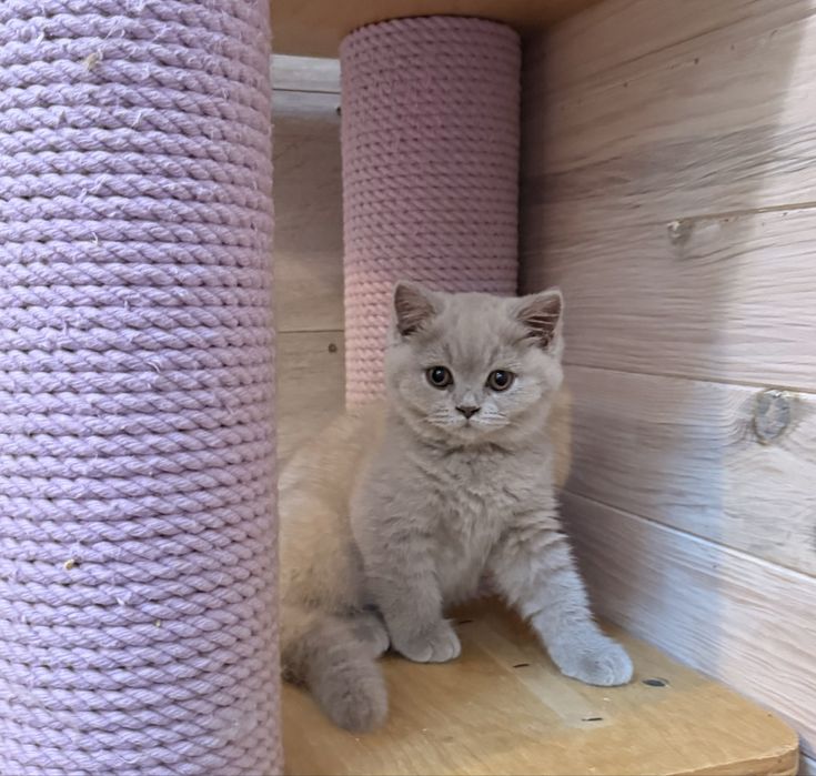 Menina british shorthair lilac