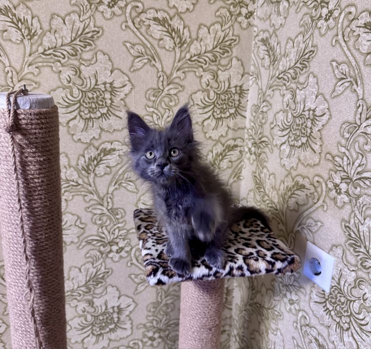 Дівчінка  Мейн- кун