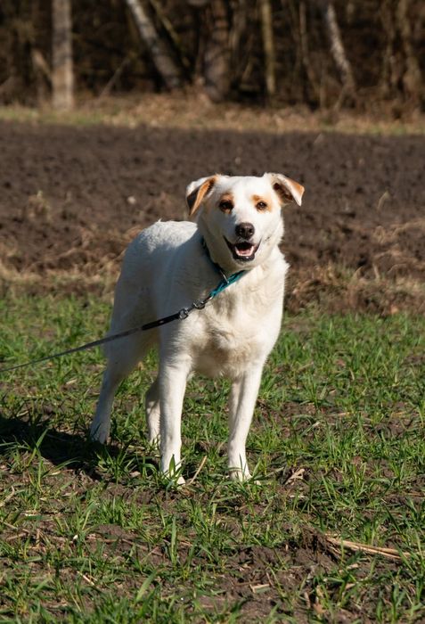 Daj szansę zagubionej Spince