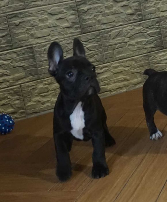 czarny krecik  z białym piesek buldog francuski