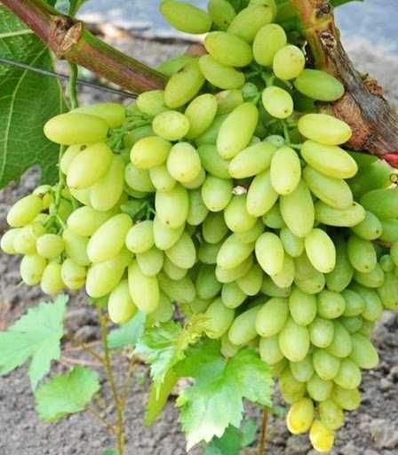 Продам саджанці винограду різних сортів