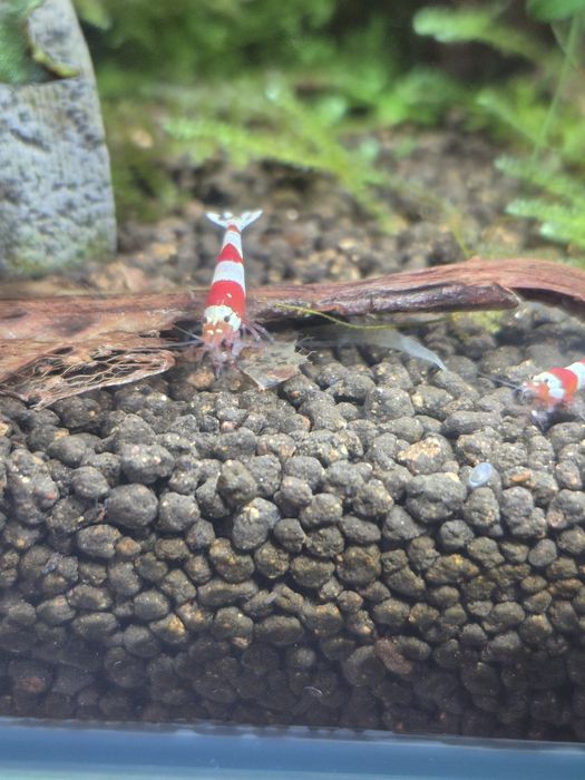Krewetki Caridina PRL