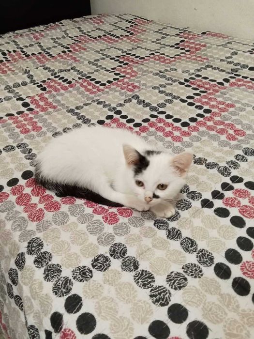 Gata 2,5m para adopção