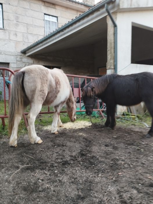 Troco casal de pôneis