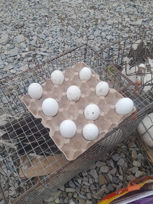 Інкубаційні яйця гусячі