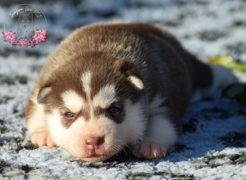 Siberian Husky po Championach ZKwP/FCI