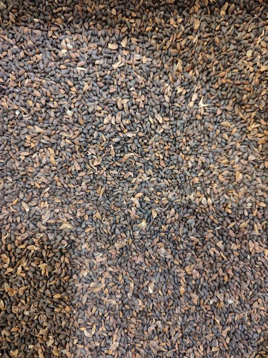 Насіння Сосна, Ялиця, Модрина