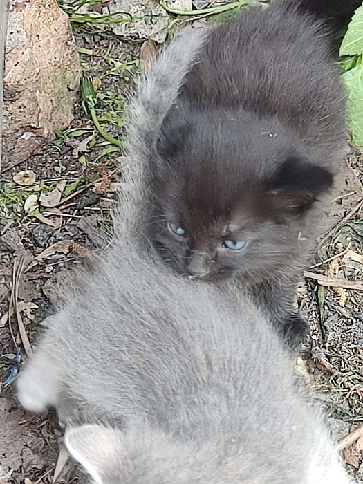 Котята   ж м Фрунзенский
