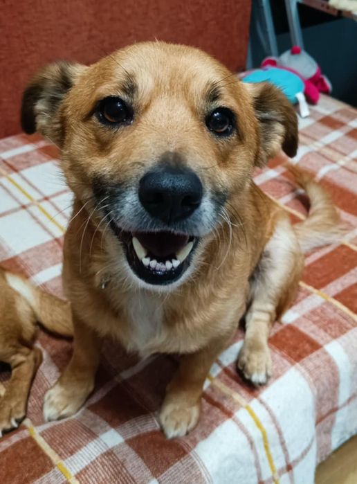 Pilnie szukają domków