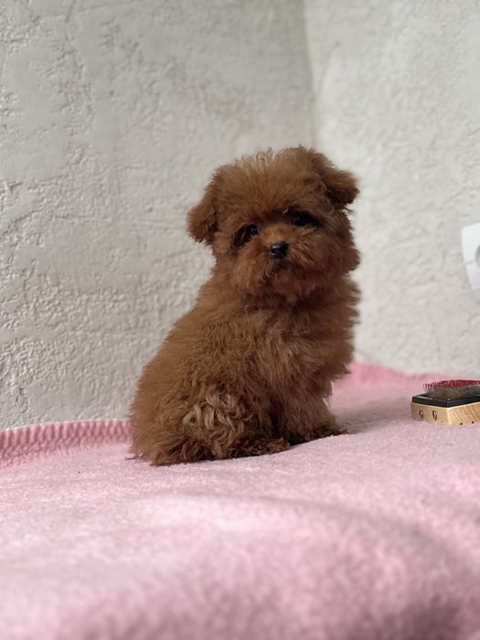 Микро девочка мальтипу кривой рог коричневая ред браун