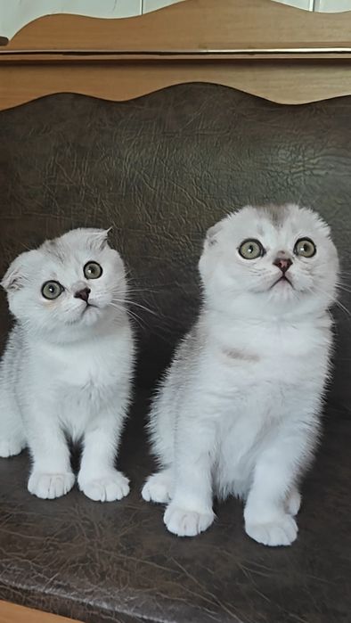 Вислокхие девочка и мальчик серебристая шиншилла