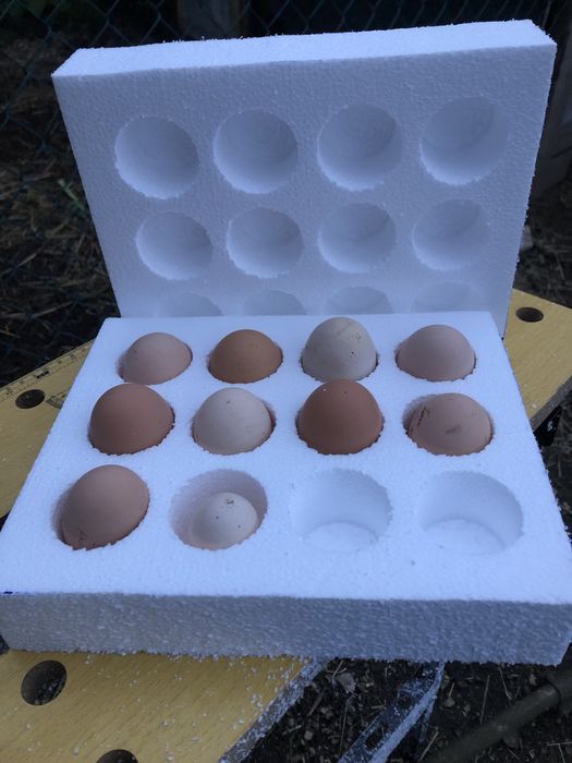 Ovos …. Caixas de envio de ovos para incubacao en segurança