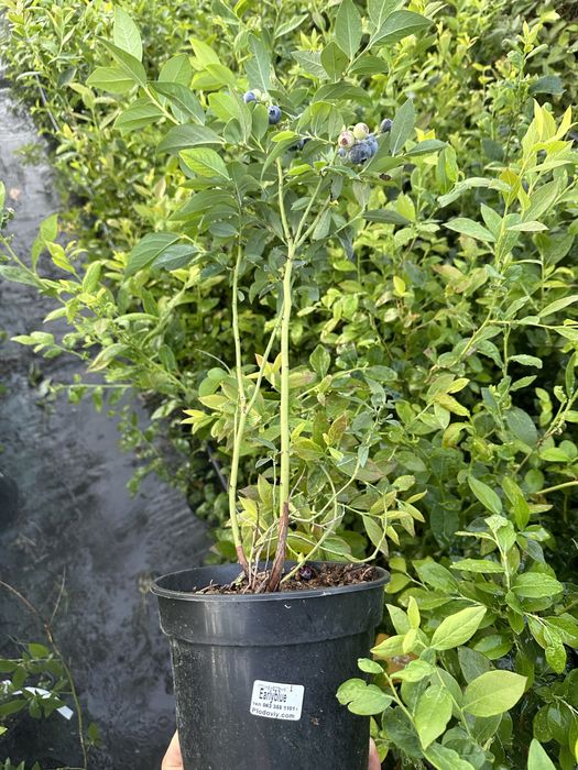 Лохина. 2 річна. Була з плодами