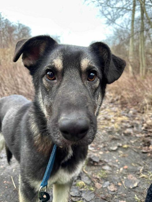 Młodziutki, grzeczny - Ramzes szuka domu!