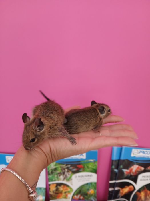 Degus bebés muito mansos