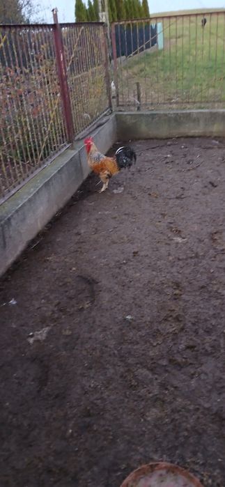 Piękne koguty tegoroczne (kochin miniaturowy, silka, czubatka, nioska)