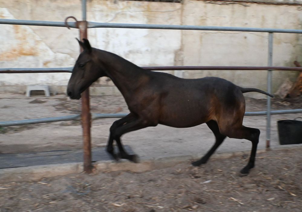 Poldro lusitano ( cruzado )