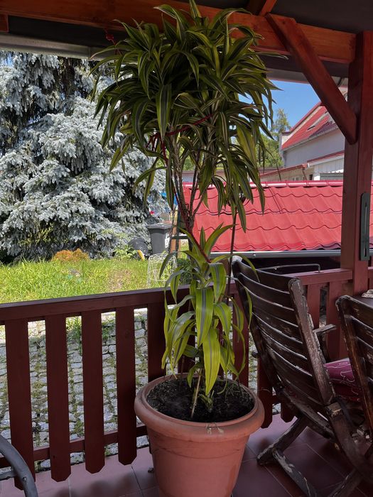 Dracena Lemon Lime bardzo duze 2 szt.
