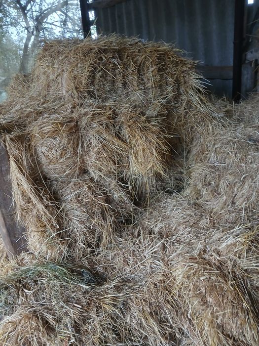Продам тюки сіна.